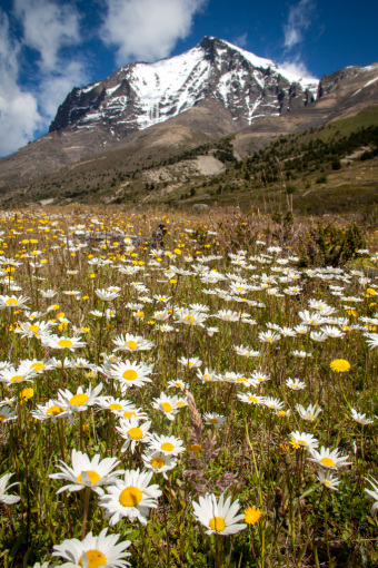 Flowers in a Meadow at Torres del Paine